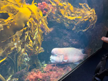 新江ノ島水族館に投稿された画像（2026/8/13）