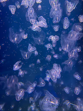 新江ノ島水族館に投稿された画像（2026/8/13）