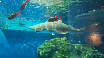 しながわ水族館に投稿された画像（2026/8/13）