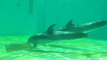 しながわ水族館に投稿された画像（2026/8/13）