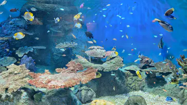 しながわ水族館に投稿された画像（2026/8/13）