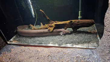しながわ水族館に投稿された画像（2026/8/13）