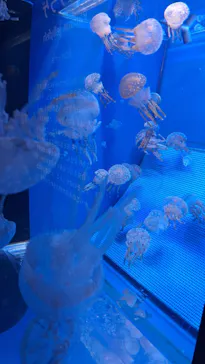 しながわ水族館に投稿された画像（2026/8/13）