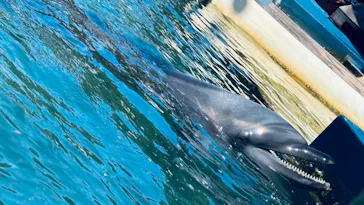 下田海中水族館に投稿された画像（2026/8/13）