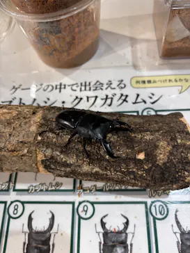 渋谷昆虫探検隊に投稿された画像（2026/8/13）