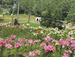 池の平ファミリーランドに投稿された画像（2026/8/13）
