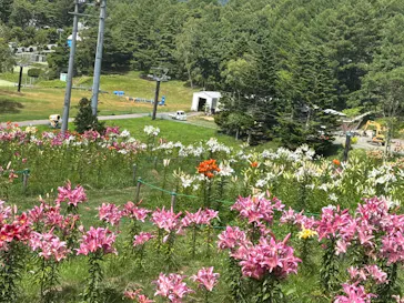 池の平ファミリーランドに投稿された画像（2026/8/13）