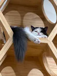 Cat Café MOFF 枚方モール店に投稿された画像（2026/8/13）