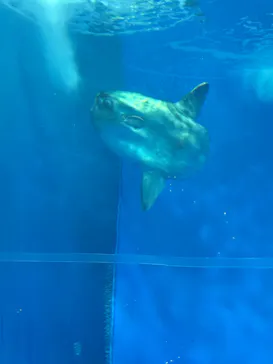アクアワールド茨城県大洗水族館に投稿された画像（2026/8/13）