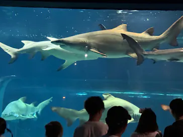 アクアワールド茨城県大洗水族館に投稿された画像（2026/8/13）