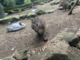 伊豆シャボテン動物公園に投稿された画像（2026/8/13）