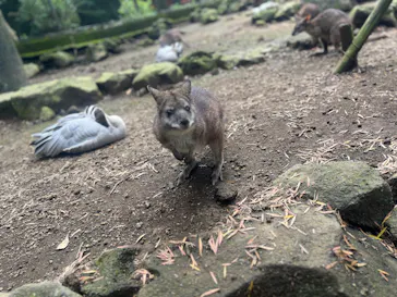 伊豆シャボテン動物公園に投稿された画像（2026/8/13）