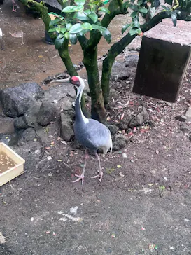 伊豆シャボテン動物公園に投稿された画像（2026/8/13）