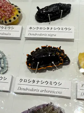 ミュージアムパーク茨城県自然博物館に投稿された画像（2026/8/13）