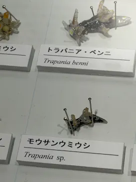 ミュージアムパーク茨城県自然博物館に投稿された画像（2026/8/13）