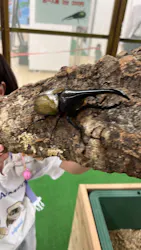 夏休み！ふれあい昆虫ランドに投稿された画像（2026/8/13）