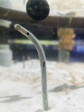 ゼロ距離水族館 伊勢シーパラダイスに投稿された画像（2026/8/13）