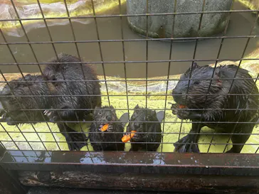ANIMAL WONDER REZOURT 市原ぞうの国・サユリワールドに投稿された画像（2026/8/13）