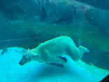 天王寺動物園に投稿された画像（2026/8/13）
