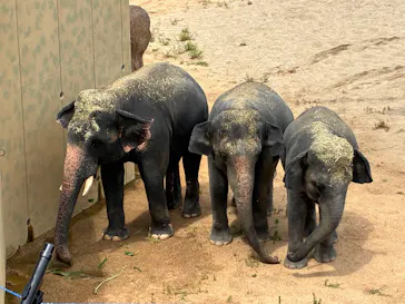 天王寺動物園に投稿された画像（2026/8/13）