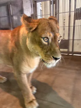 天王寺動物園に投稿された画像（2026/8/13）