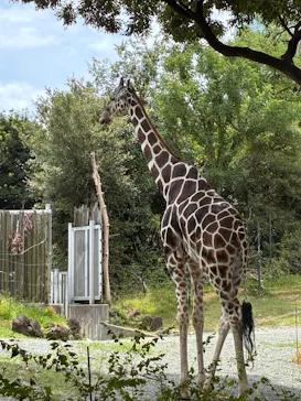 天王寺動物園に投稿された画像（2026/8/13）