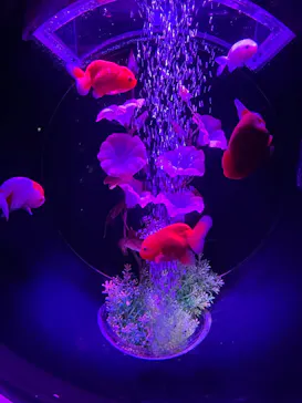 アートアクアリウム美術館 GINZAに投稿された画像（2026/8/13）