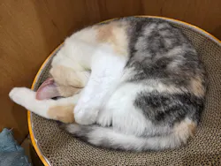 Cat Café MOFF イオンモール豊川店に投稿された画像（2026/8/13）
