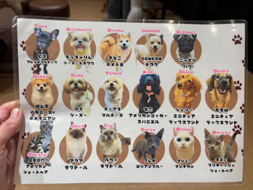 ぶさかわcafe 京都河原町店に投稿された画像（2026/8/13）