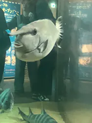 九十九島水族館海きららに投稿された画像（2026/8/13）