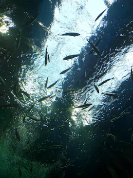 滋賀県立琵琶湖博物館に投稿された画像（2026/8/13）