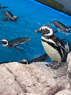 上越市立水族博物館 うみがたりに投稿された画像（2026/8/13）