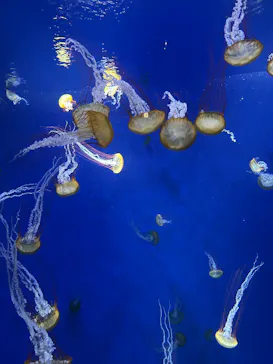 新江ノ島水族館に投稿された画像（2026/8/13）
