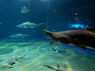 アクアワールド茨城県大洗水族館に投稿された画像（2026/8/13）