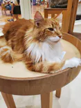 Cat Café MOFF イオンモール木曽川店に投稿された画像（2026/8/13）