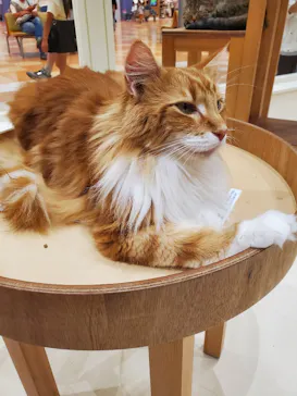 Cat Café MOFF イオンモール木曽川店に投稿された画像（2026/8/13）