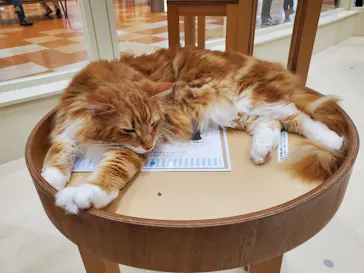 Cat Café MOFF イオンモール木曽川店に投稿された画像（2026/8/13）