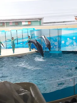 新江ノ島水族館に投稿された画像（2026/8/13）