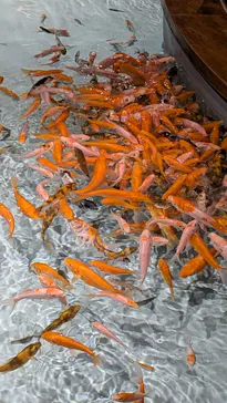みやじマリン宮島水族館に投稿された画像（2026/8/13）