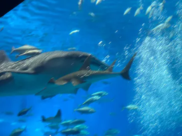 沖縄美ら海水族館に投稿された画像（2026/8/13）