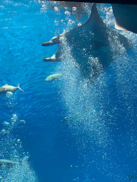 沖縄美ら海水族館に投稿された画像（2026/8/13）