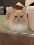 猫カフェモカ　池袋東口店に投稿された画像（2026/8/13）