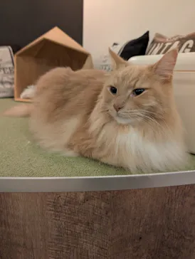猫カフェモカ　池袋東口店に投稿された画像（2026/8/13）