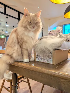 猫カフェモカ　池袋東口店に投稿された画像（2026/8/13）