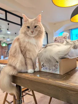 猫カフェモカ　池袋東口店に投稿された画像（2026/8/13）