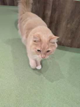 猫カフェモカ　池袋東口店に投稿された画像（2026/8/13）