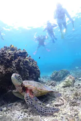 初心者専門シュノーケリングツアー サンフィッシュ宮古島に投稿された画像（2026/8/13）