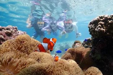 初心者専門シュノーケリングツアー サンフィッシュ宮古島に投稿された画像（2026/8/13）