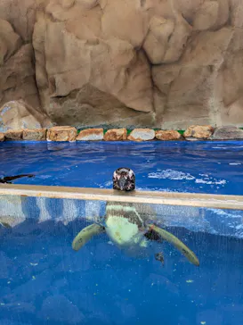 大分マリーンパレス水族館 「うみたまご」に投稿された画像（2026/8/13）