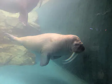 大分マリーンパレス水族館 「うみたまご」に投稿された画像（2026/8/13）